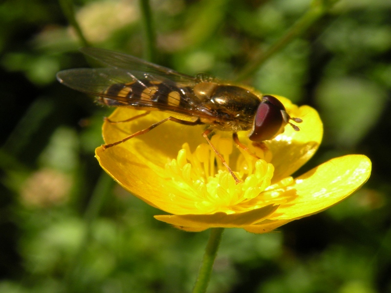 Syrphidae